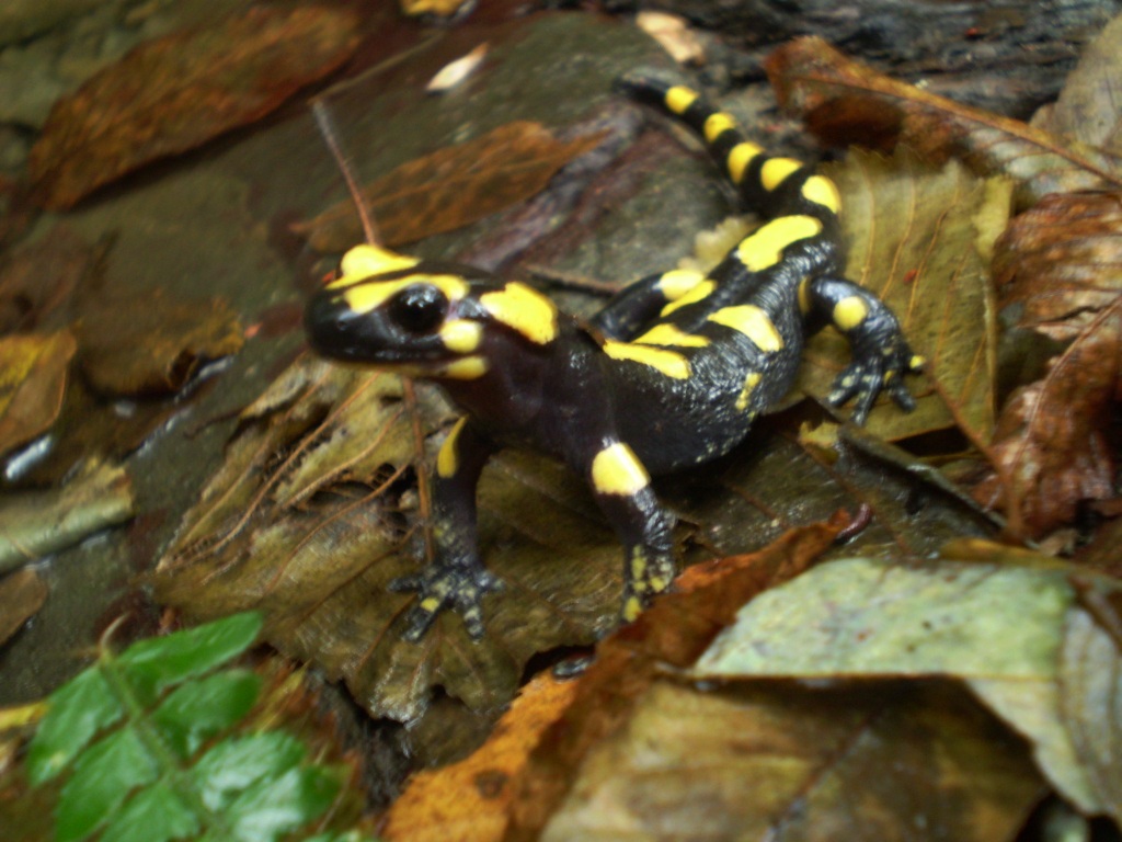 Salamandra salamandra